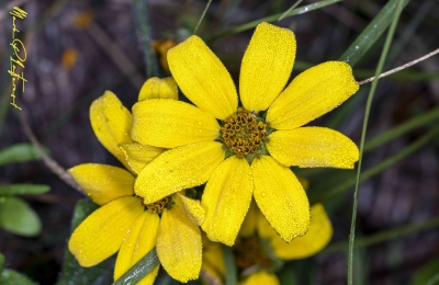 Dewy Brown Eyed Susan April 2020